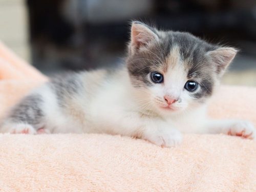 Kitten gezocht