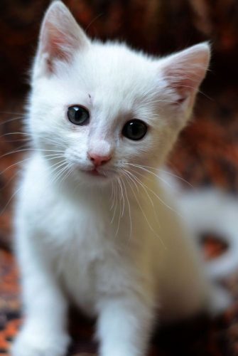een katertje