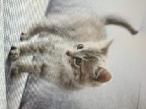 Kitten ik ben opzoek naar 1 kitten.