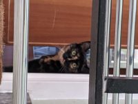 Wij zoeken een kitten voor ons nieuwe huis.