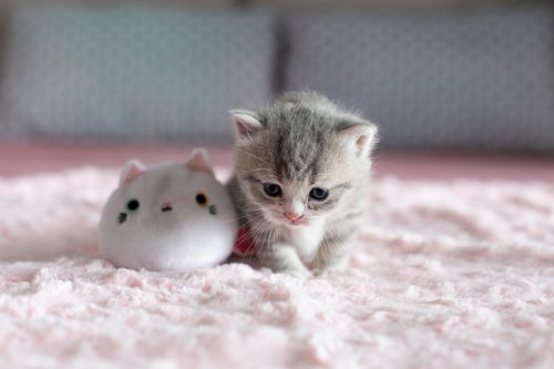 Gezocht 2 kittens