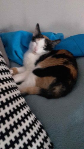 Kitten gezocht