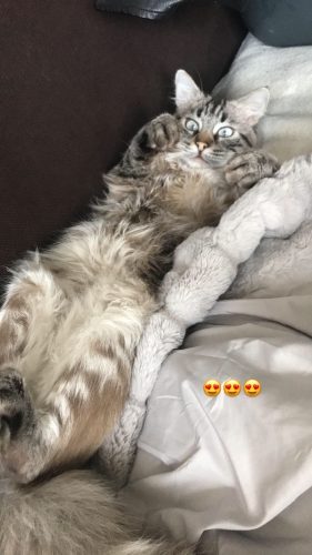 Kitten gezocht