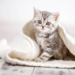 Kitten gezocht!
