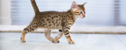 Kitten gezocht regio Leuven