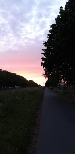 Opzoek naar kleine kittens. We nemen elk kitten met plezier aan!