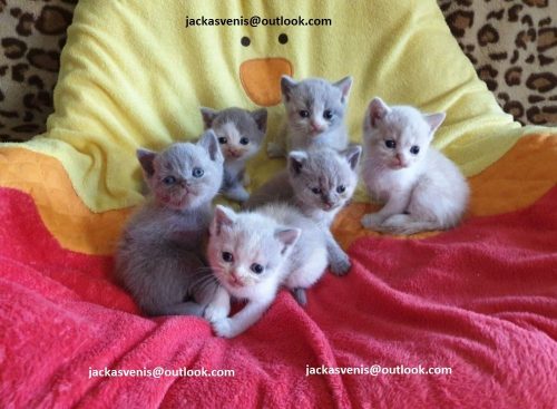 4 hele lieve kittens mogen weg