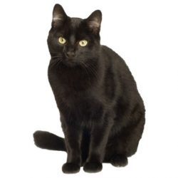 zwarte-kat