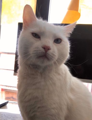Assertieve witte kattin gezocht