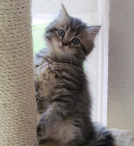 Wij zoeken een kitten