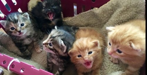 Wij zoeken naar 4 lieve kittens, ze komen in een paradijsje te wonen en worden met liefde grootgebracht.