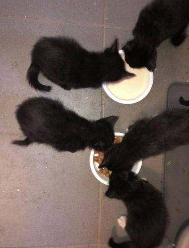 Kittens (+mama) opvang