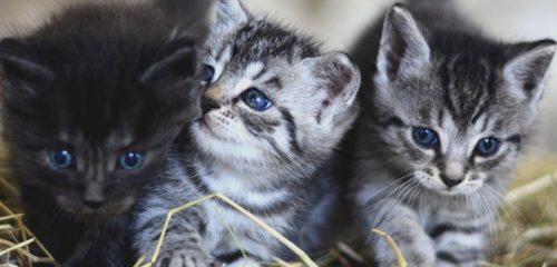 wij zoeken een kitten