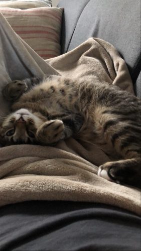 Tijgerkitten