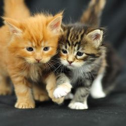 foto gratis kittens