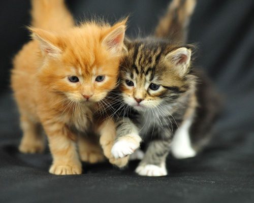 Ros kittentje of tijgerkitten gezocht