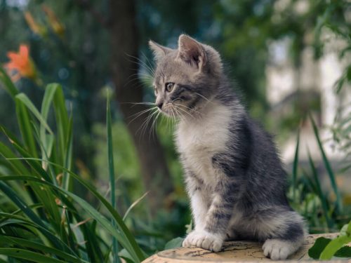 Kitten gezocht!