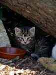 Kittens 8 weken gratis