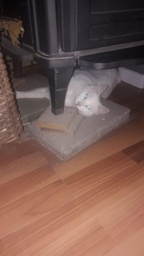 2 jaar oude kattin wit