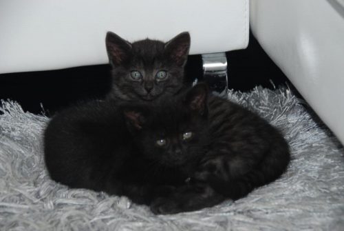 1 of 2 kitten(s) gezocht