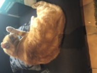 Dringend kitten(s) gewenst