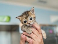 Goude mandje wacht op een kitten