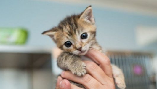 de-beste-tips-voordat-je-een-kitten-in-huis-neemt