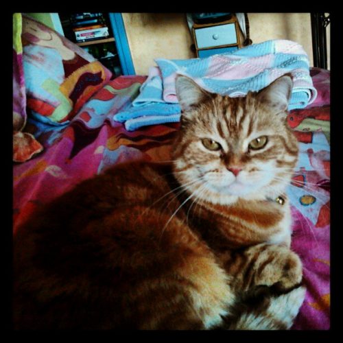 Rosse kitten – goede thuis is verzekerd