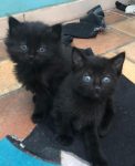 Kitten gwzocht