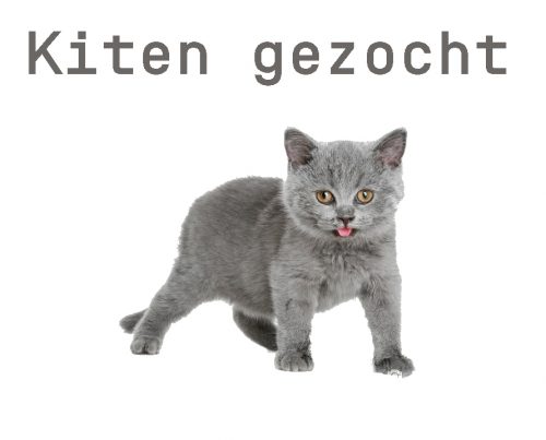 Kitten gevraagd (BRUGGE)