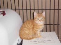 Ik ben op zoek naar een katje