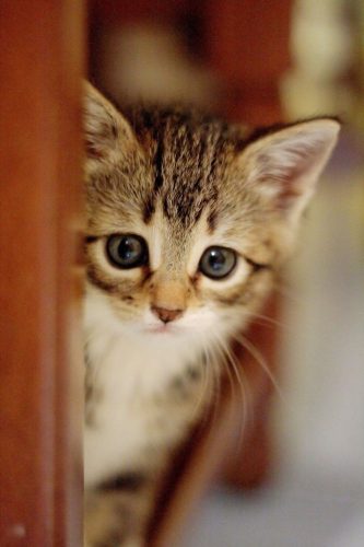 Zoek gratis 2 kittens (katertjes)