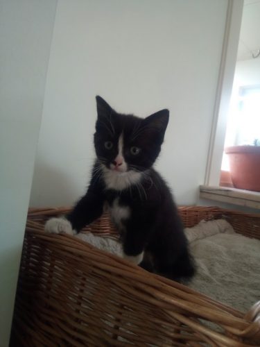 mooie kittens beschikbaar