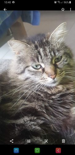 Gezocgt kitten regio temse