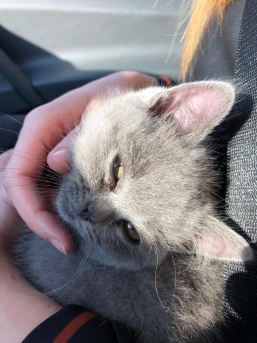 Kitten gezocht