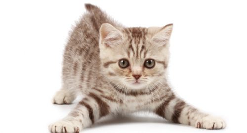 Gratis kitten gezocht