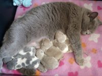 Op zoek naar een  britse korthaar.