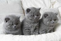 Britse korthaar kitten