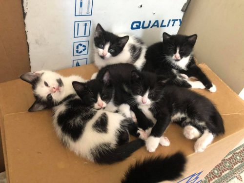 5 lieve kittens zoeken een nieuw huisje