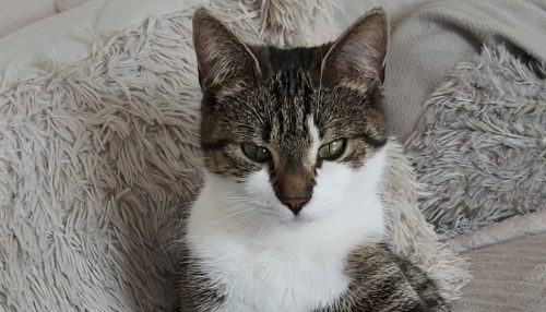 Kitten