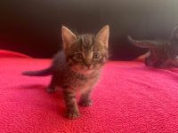 2 kittens zoeken nieuwe thuis