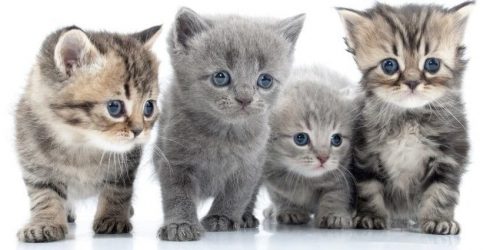 Kitten (bij voorkeur mannelijk) gezocht