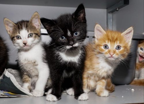 KITTEN GEZOCHT