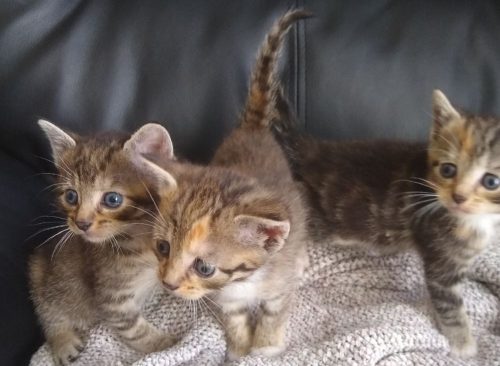 Kittens