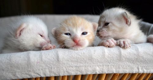 GEZOCHT; kittens over 1-3 maand