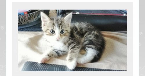 Maakt niet uit welke ras