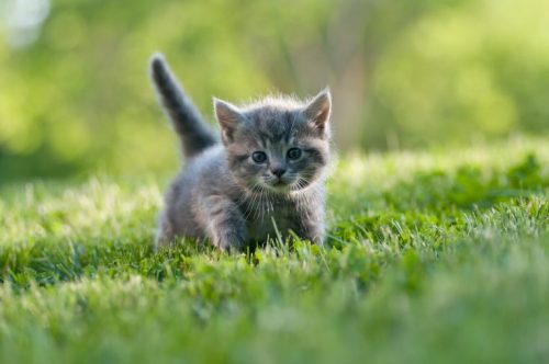 Kitten  van (gelegenheids)nestje gezocht