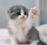 Ik zoek een gratis kitten die terecht zal komen in een warm gezellig huisje ..