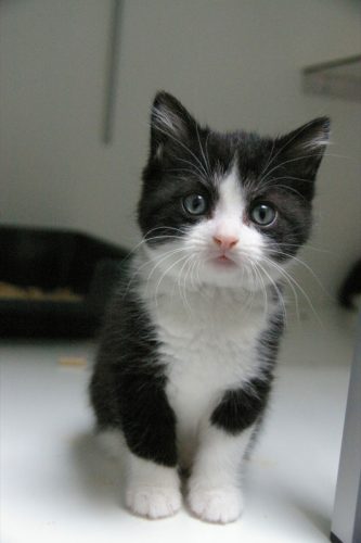 3 kittens zwart wit
