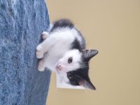 Mooi zwart-wit katertje